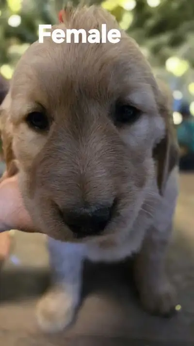 Golden Retrievers, View more