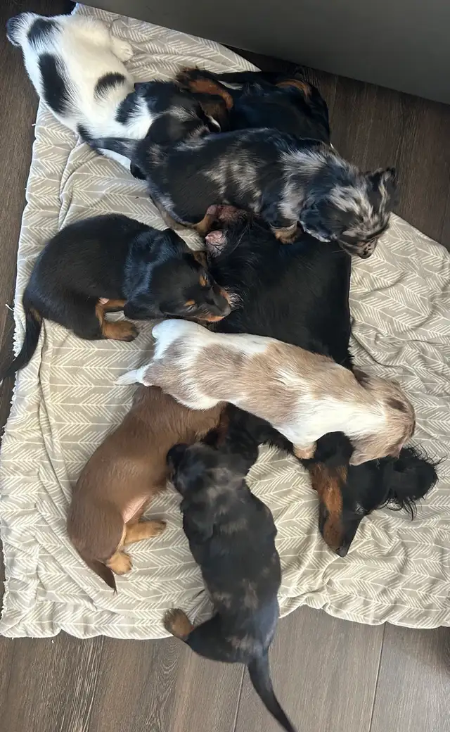 adorable Long Haired Miniature Dachshund in Dogs & Puppies for Rehoming in Mississauga / Peel Region - Image 2