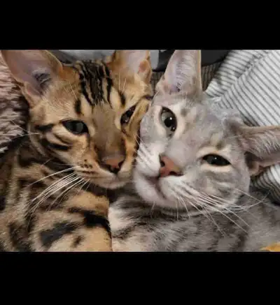 bengals to rehome, View more