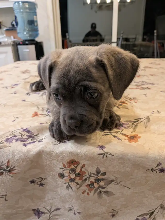 Cane Corso pups,, gray, blue, brindle , formentino in Dogs & Puppies for Rehoming in Markham / York Region - Image 9