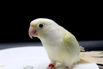 CONURE MOONCHEEK NAM FEMELLES DISPONIBLES, View more