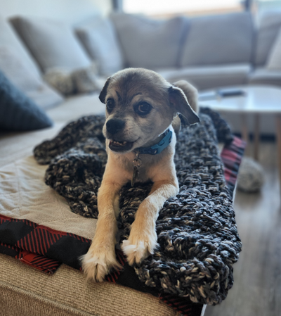 $100 Tucker, Tibetan Spaniel Pug who will always be by your side, View more