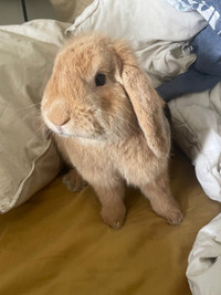1.5 year old Male Bunny
