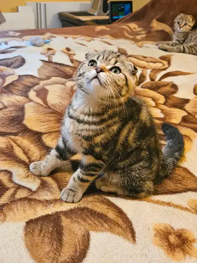 Magnifiques chatons, View more