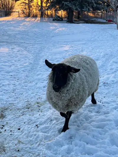 Male Sheep For Sale, View more