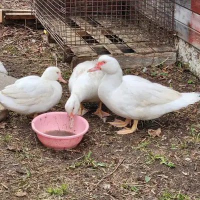  Three Pure White Female Ducks for Sale , View more