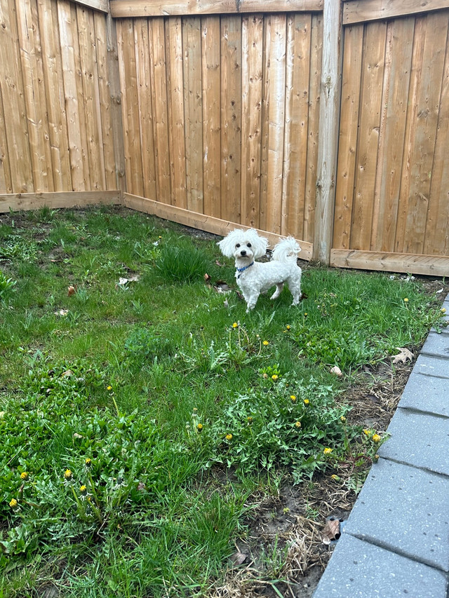 One year old puppy  in Dogs & Puppies for Rehoming in Markham / York Region