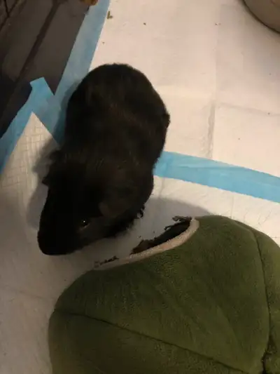 Free Guinea pigs With cage