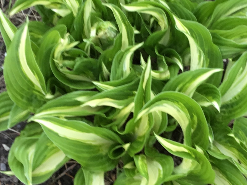 Hosta plants Plants, Fertilizer & Soil Mississauga / Peel Region