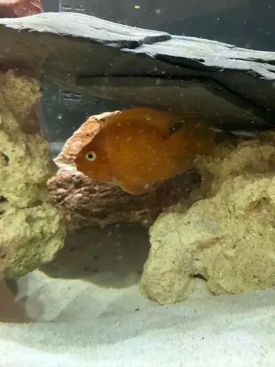 Yellow/Orange Cichlid , View more