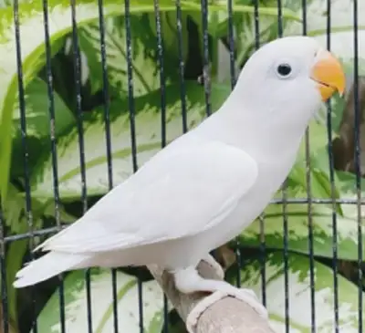 Looking for white fischer Lovebirds Thank you