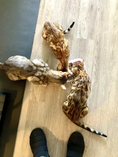 ***If the ad is still up, they are available*** We have 4 newborns available! Holds are available fo...