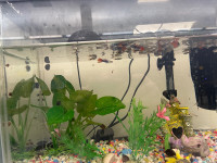 Guppies for rehoming 