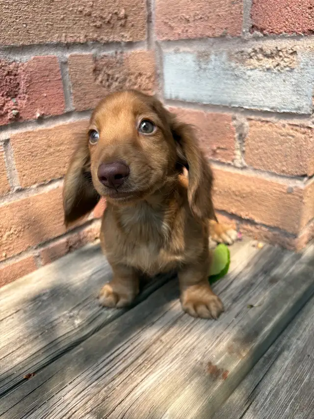 Mini Dachshund in Dogs & Puppies for Rehoming in Markham / York Region - Image 10