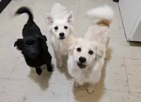 Adorable Pomeranian Mix Puppies 
