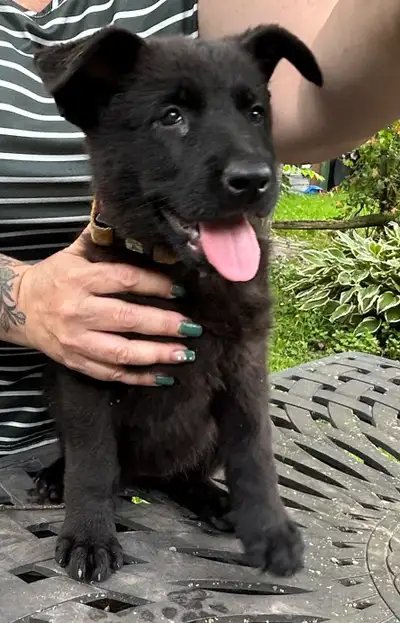 chiots berger Allemand à vendre, View more