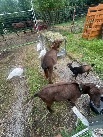 Mix herd looking for new home, View more
