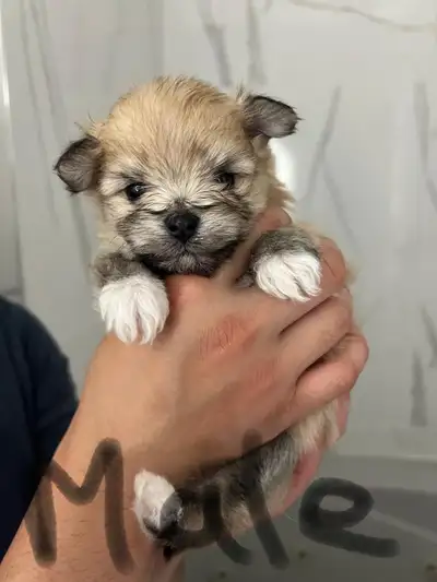 Puppies for sale (half Pomeranian half bichon frise), View more