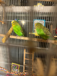 Free pair of budgies with everything included