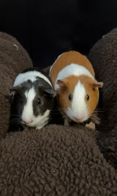 Guinea pigs, View more