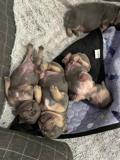 French bulldogs, View more