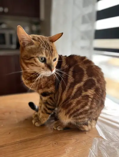 J’offfe une élégante femelle de 4 ans rousse, orangé à 500$ très affectueuse pure race stérilisée. E...