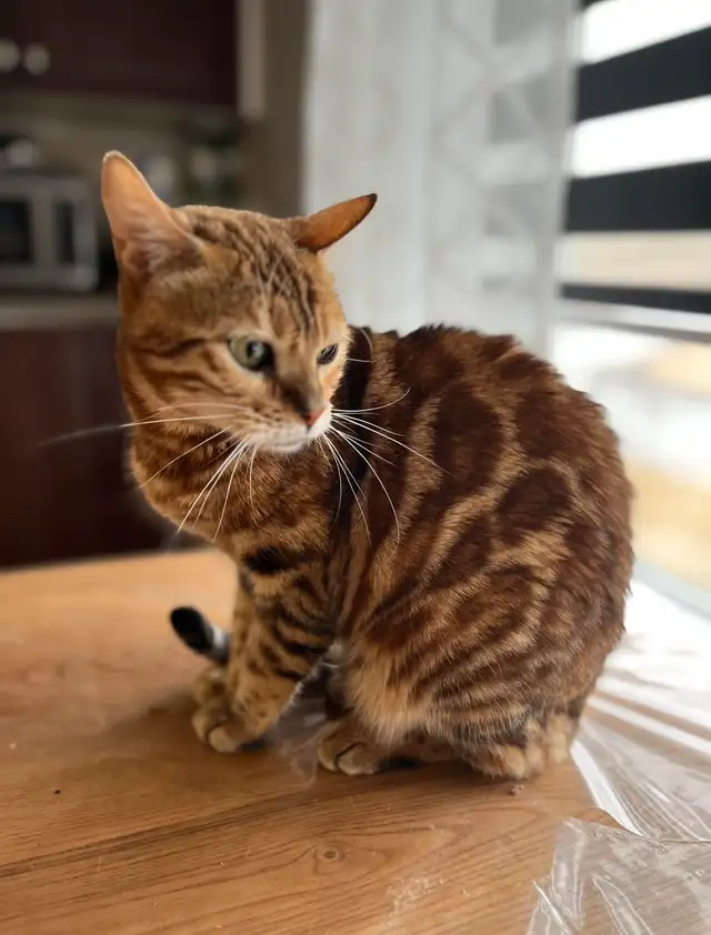 2 Magnifiques Bengal à la retraite in Cats & Kittens for Rehoming in Longueuil / South Shore - Image 2