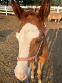 Cow bred APHA colt