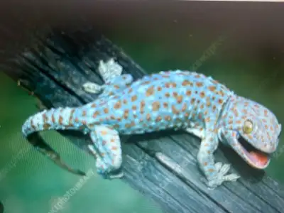 BEAUTIFUL TOKAY GECKO SPECIAL, View more