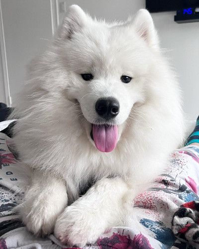 PURE SAMOYED MALE DOG - VERY HIGH QUALITY AND TRAINED