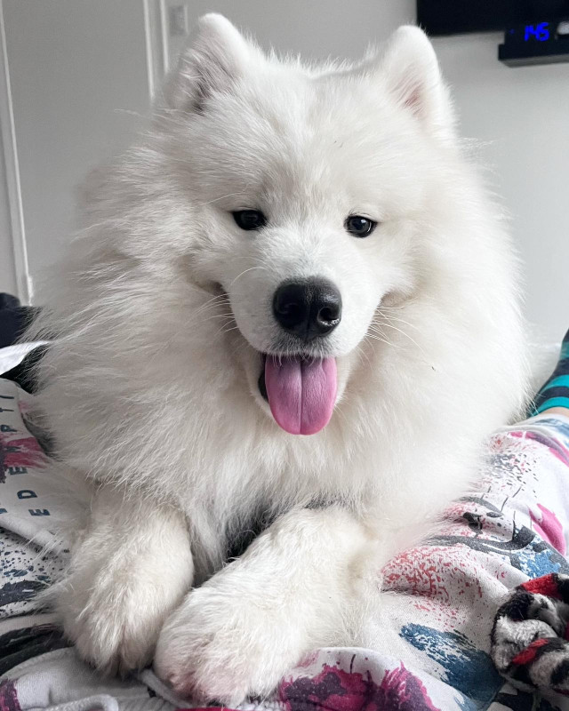 PURE SAMOYED MALE DOG - VERY HIGH QUALITY AND TRAINED in Dogs & Puppies for Rehoming in Markham / York Region