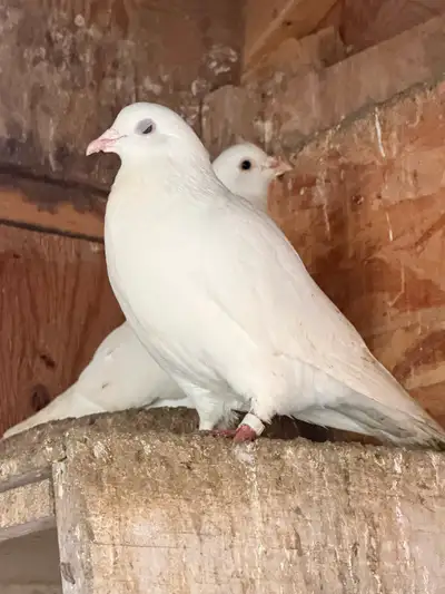 Racing pigeons, View more