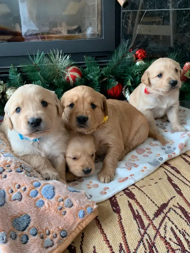 Purebred Golden Retriever puppies in Dogs & Puppies for Rehoming in Hamilton - Image 4