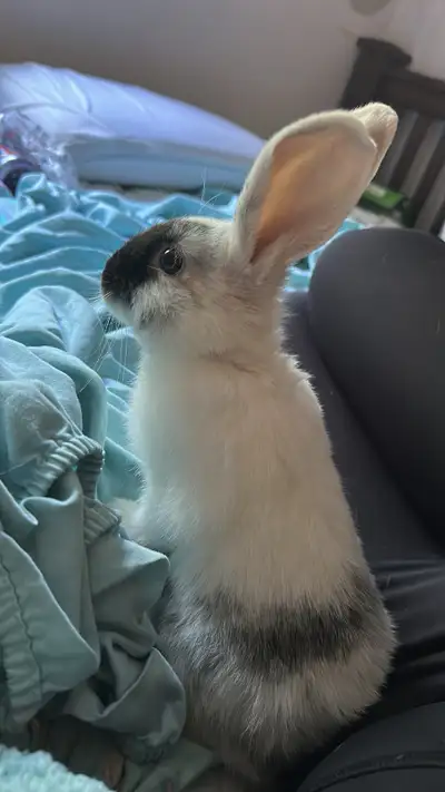 rabbit for rehome, View more