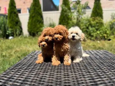 ❤️Adorable purebred toy poodle puppies ❤️, View more