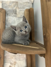 TICA registered Russian Blue kitten