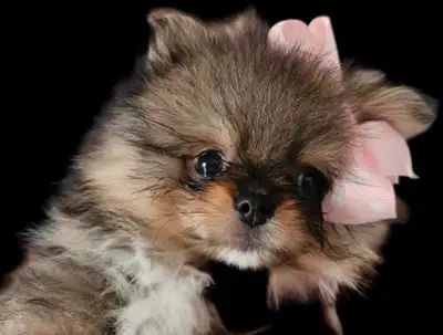 Premium pomeranian puppies *, View more