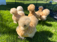 Silkie chicks hatched from show quality hens and roosters 