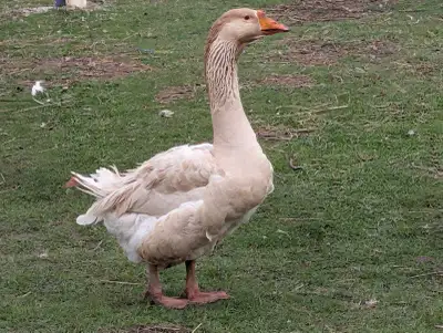 American Buff Geese, View more