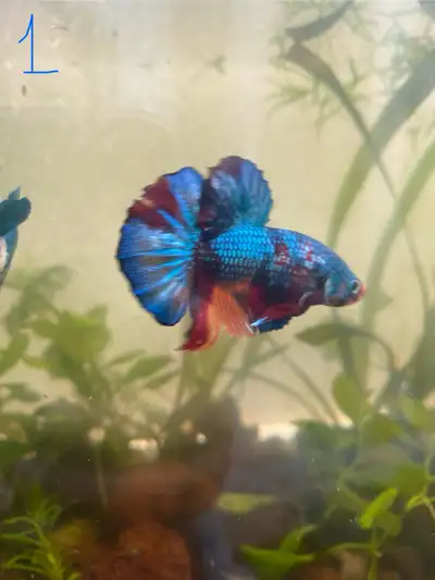 Betta fish Metallic Koi , View more