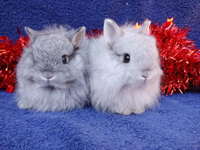 EXTRAORDINARY NETHERLAND DWARF, LIONHEAD, MINI REX, HOLLAND LOP in Small Animals for Rehoming in Ottawa - Image 5