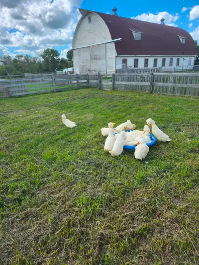 Have available White Crested,Silver Swedish and white Swedish.Ducklings are 2-5 weeks of Age.Prices...