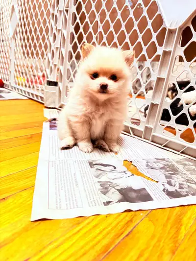 Pomeranian Puppy, View more
