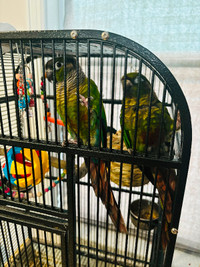 Two conures ( male and female sexed)