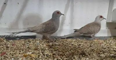 Diamond Dove Pair, View more