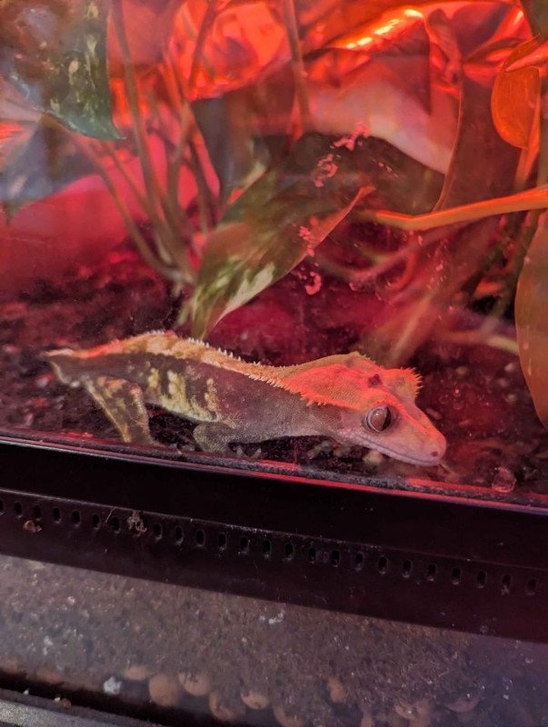 Female Crested Gecko + Full Setup in Reptiles & Amphibians for Rehoming in Ottawa - Image 3