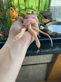 Albino Checkered Garter Snakes