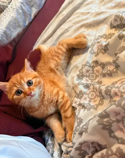 orange blue eye baby girl kitten, View more
