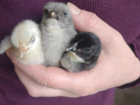 Baby chicks newly hatched