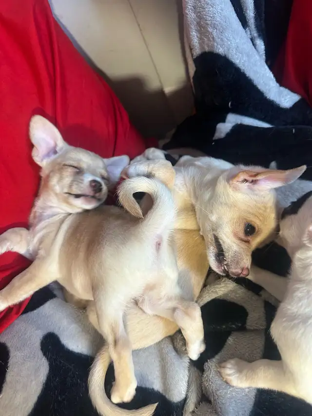 2 tan female purebred Chihuahua puppies in Dogs & Puppies for Rehoming in Hamilton - Image 5